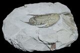 Lower Cambrian Trilobite (Neltneria) - Issafen, Morocco #171552-1